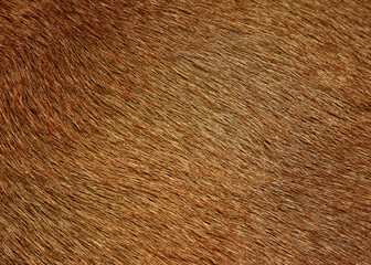 Full frame brown fur, brown deer fur for the background.