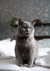 British Shorthair cat sitting on a bed