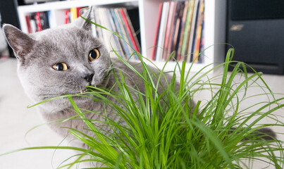 Close-up of a grey British Shorthair cat with cat grass