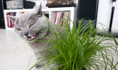 Close-up of a grey British Shorthair cat with cat grass