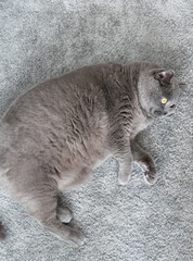 British Shorthair cat laying on a grey rug