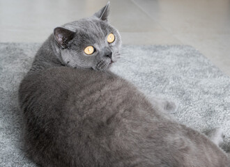 British Shorthair cat laying on a grey rug