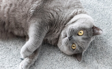 British Shorthair cat laying on a grey rug