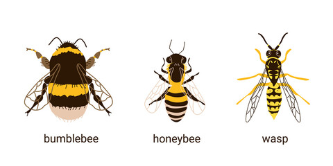 Comparison of three insects bee, wasp and bumblebee. Cute buzzing insects. Vector illustration in hand-drawn style on a white background