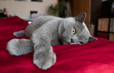 British Shorthair cat laying in bed