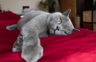 British Shorthair cat laying in bed