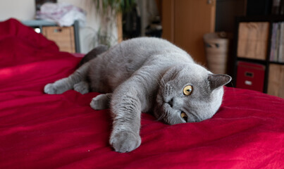 British Shorthair cat laying in bed
