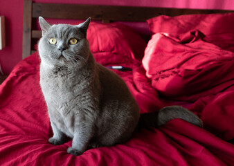 British Shorthair cat sitting on a bed