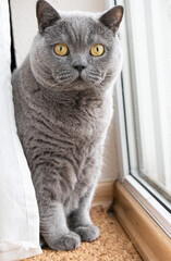 British Shorthair cat sitting by the window