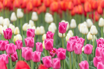 カラフルなチューリップ畑