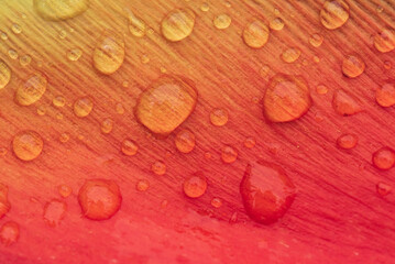 赤とオレンジのグラデーションのチューリップに付いた水滴