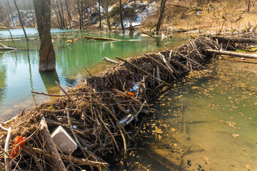 Large beaver dam which flooded marshes and created lake