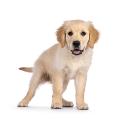 Adorable 3 months old Golden retriever pup, standing facing front. Looking towards camera with dark brown eyes. Isolated on a white background.