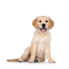 Adorable 3 months old Golden retriever pup, sitting facing front. Looking towards camera with dark...