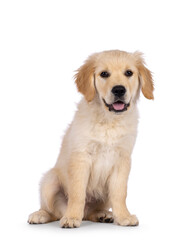 Adorable 3 months old Golden retriever pup, sitting up facing front. Looking towards camera with dark brown eyes. Isolated on a white background.