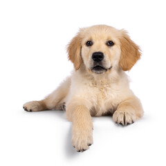 Adorable 3 months old Golden retriever pup, laying down facing front on edge. Looking towards camera with dark brown eyes. Isolated on a white background.