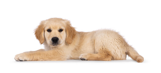 Adorable 3 months old Golden retriever pup, laying down side ways. Looking towards camera with dark...