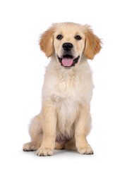 Adorable 3 months old Golden retriever pup, sitting up facing front. Loking towards camera with dark brown eyes. Isolated on a white background. Mouth open, tongue out.