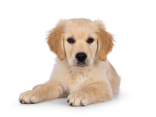 Adorable 3 months old Golden retriever pup, laying down facing front. Looking towards camera with dark brown eyes. Isolated on a white background.