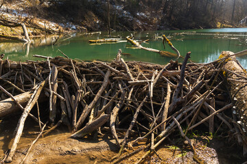 Large beaver dam which flooded marshes and created lake - obrazy, fototapety, plakaty