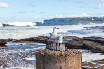 Obraz premium seagulls at the beach
