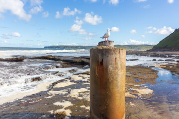 seagull on a column at the beach