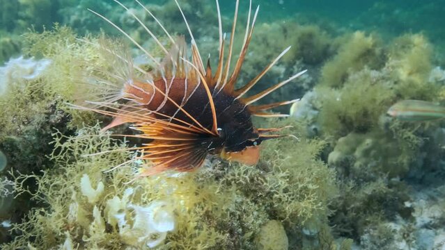 Close uo of Radial Firefish or Red sea lionfish (Pterois radiata, Pterois cincta) swims above seabed covered with algae. Close-up, Slow motion