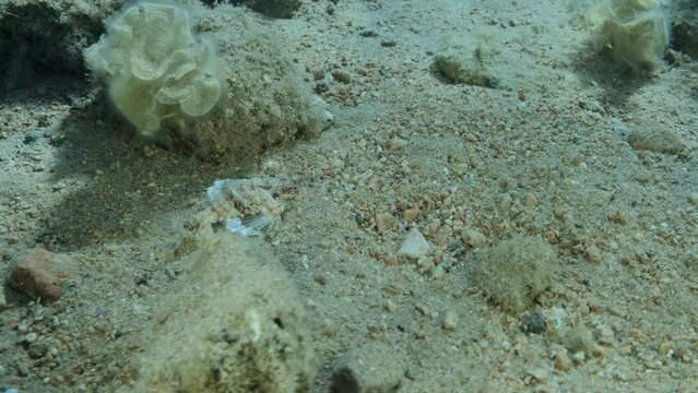 Seamoth moves on the sandy bottom in shallow water in sun rays. Pegasus, Little Dragonfish or Common Seamoth (Eurypegasus draconis). Slow motion