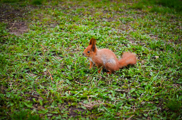 Little red squirrel on the grass