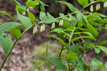 Angular Solomon's seal flowering plant