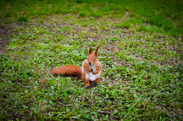 Squirrel in the park