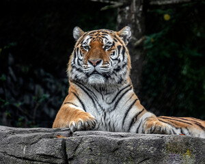 Siberian tiger on the stone. Latin name - Panthera tigris altaica