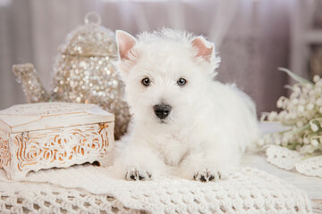 Puppy West Highland White Terrier dog breed