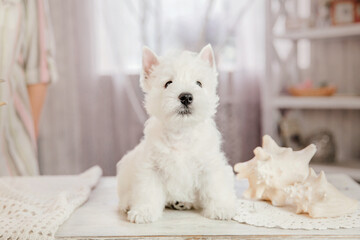 Puppy West Highland White Terrier dog breed