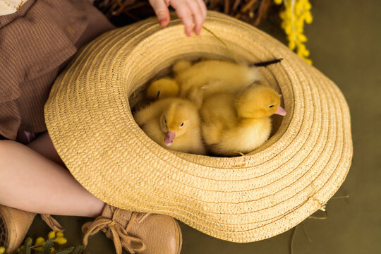 A little girl in a vintage dress and brown shoes holds a straw hat with three ducklings.Spring and Easter concept.Close-up, selective focus.