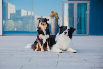 Two dogs in the town. City, urban pets. Border Collie dog and Shetland Sheepdog, summer