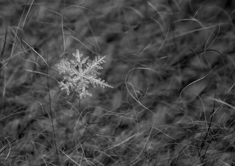 Close-up of natural icy snowflake on black wool background. Monochrome.