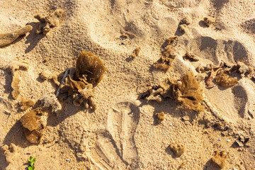 sea sponge and seaweed in the sand