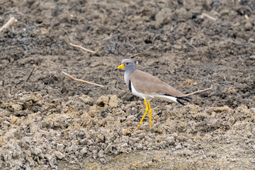 Close-up of a standing grey headed lapwing (Vanellus cinereus)