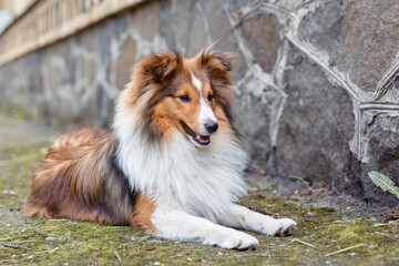 Adorable Shetland Sheepdog  posing outdoor