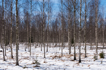 Tortuna, Sweden A forest of birch trees in the snow.