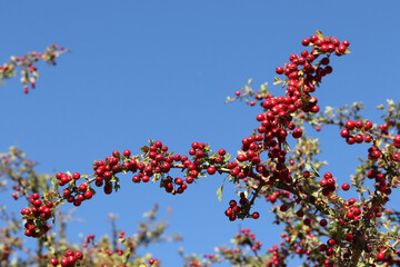 Fototapeta premium Hawthorn berries in the autumn garden