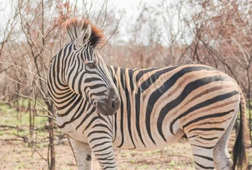 Rolgordijnen zebra eating grass © KELWAN KAISER