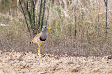 Close-up of a standing grey headed lapwing (Vanellus cinereus)