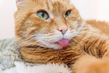 Funny red cat looking somewhere and showing its tongue.