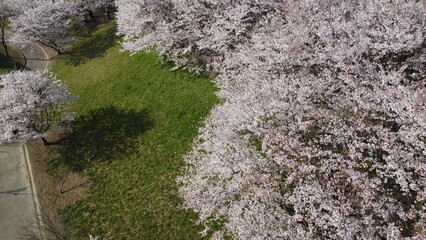 Obraz na płótnie Canvas 桜満開の景色 ドローン撮影 そめいよしの　さくら 