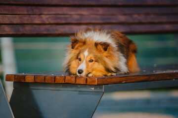 Dog in the town. City, urban pet.  Shetland Sheepdog, summer
