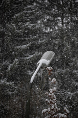 Snow fall on treet lamp with trees in background. German frosty winter