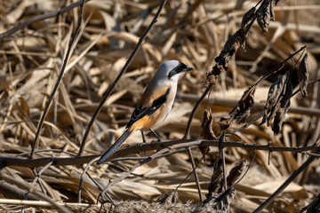 Close-up of a Long-tailed shrike sitting on a branch