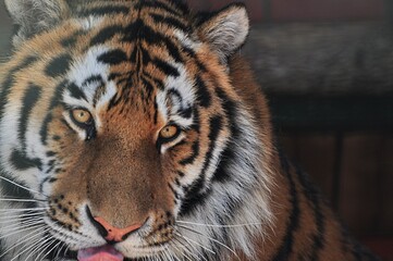 Animals - traditionally (since Aristotle) distinguished category of organisms, currently considered as a biological kingdom. Animals are the main object of study of zoology.